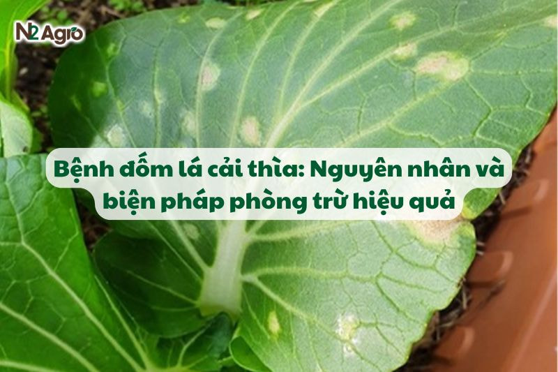 benh dom la cai thia va bien phap phong tru hieu qua N2Agro
