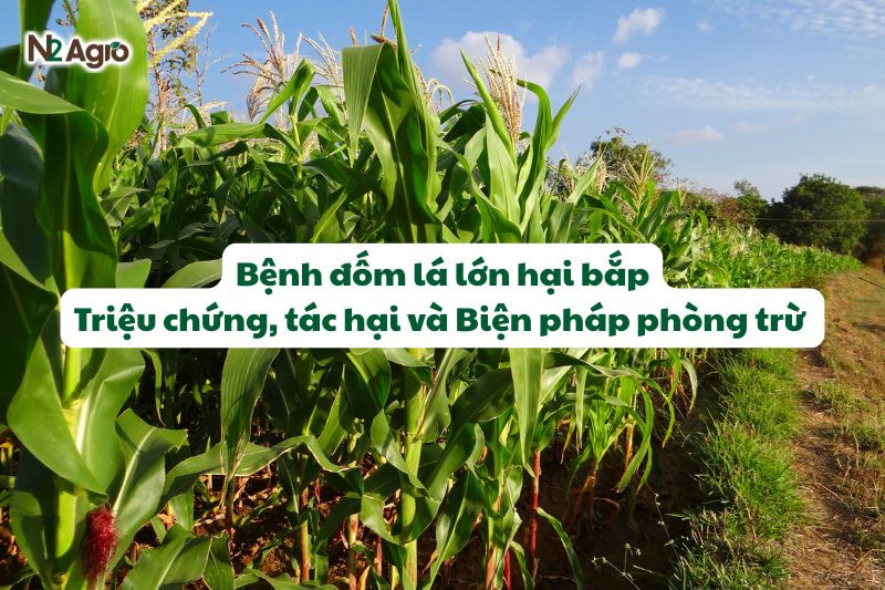 benh dom la lon hai bap