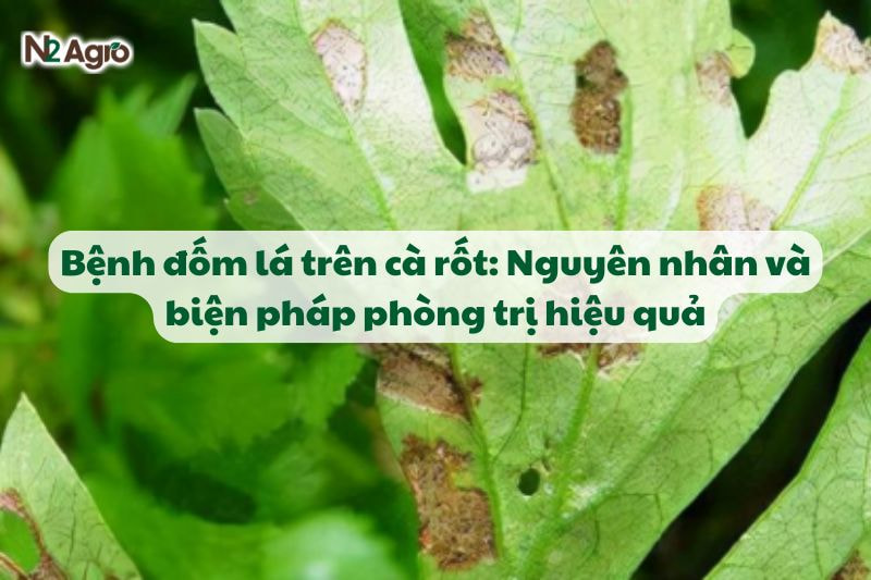 benh dom la tren ca rot nguyen nhan va bien phap phong tri hieu qua N2Agro