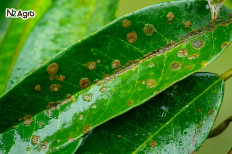 Lá xuất hiện đốm nhỏ màu nâu, sau lan rộng, chuyển đen, khô dần trong suốt giai đoạn sinh trưởng hiện nay.