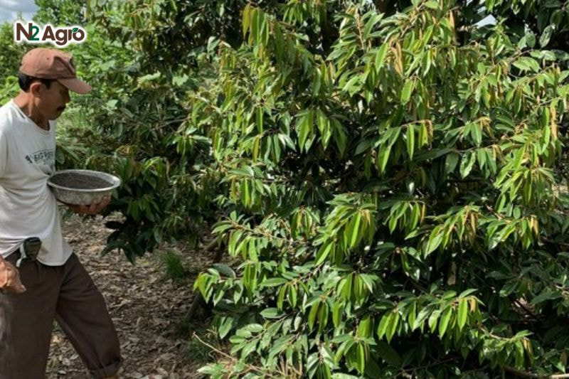 Bệnh đốm rong sầu riêng: Nguyên nhân và biện pháp phòng trị hiệu quả Bón phân cân đối (10-15 kg NPK/cây), chọn giống khỏe, kiểm tra vườn định kỳ để giảm nguồn nấm hiệu quả hơn.