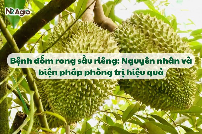 benh dom rong sau rieng va bien phap phong tru hieu qua N2Agro