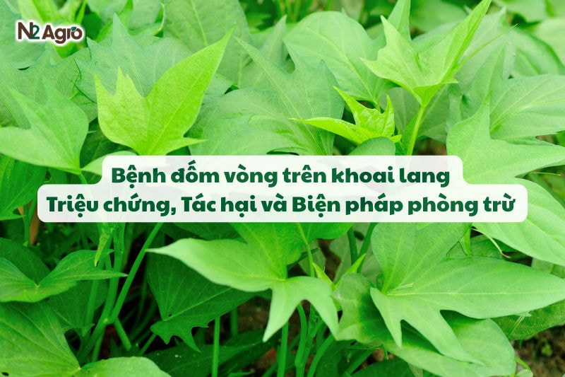benh dom vong tren khoai lang