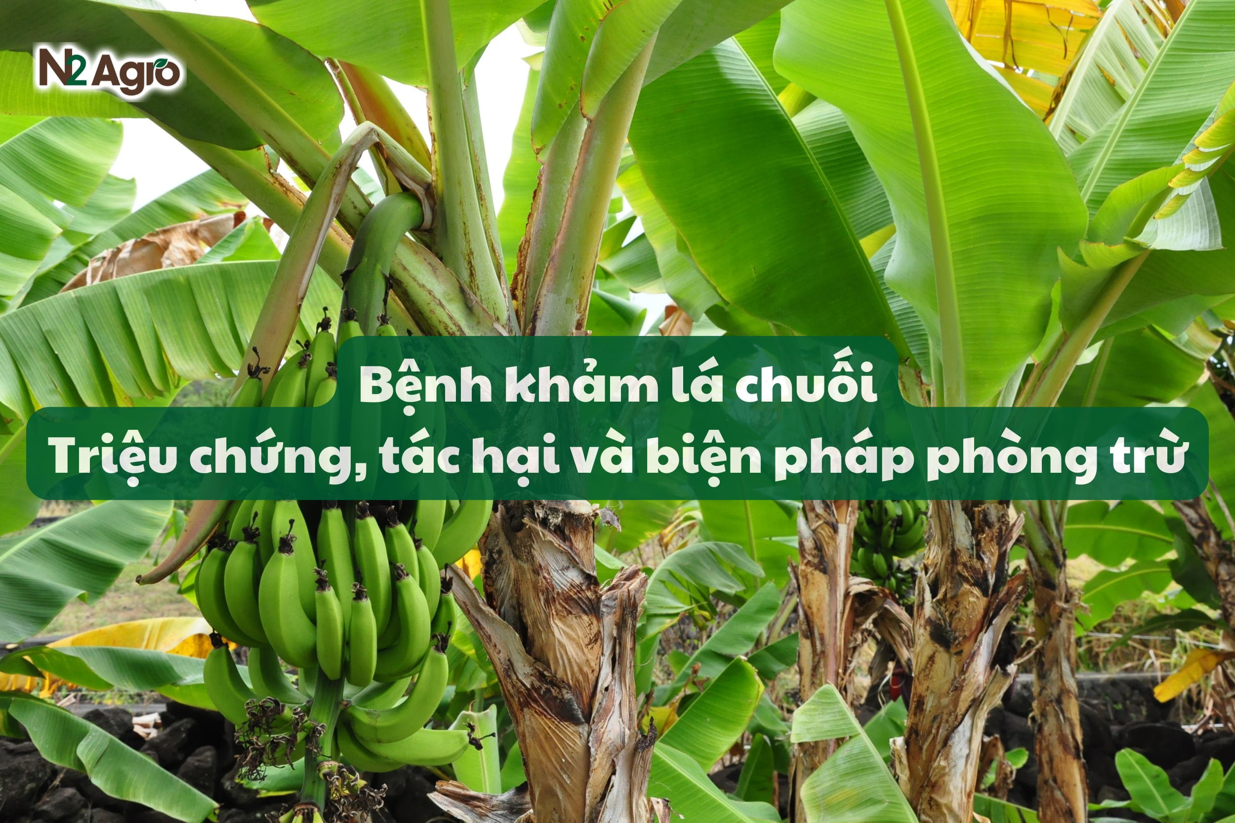 benh kham la chuoi