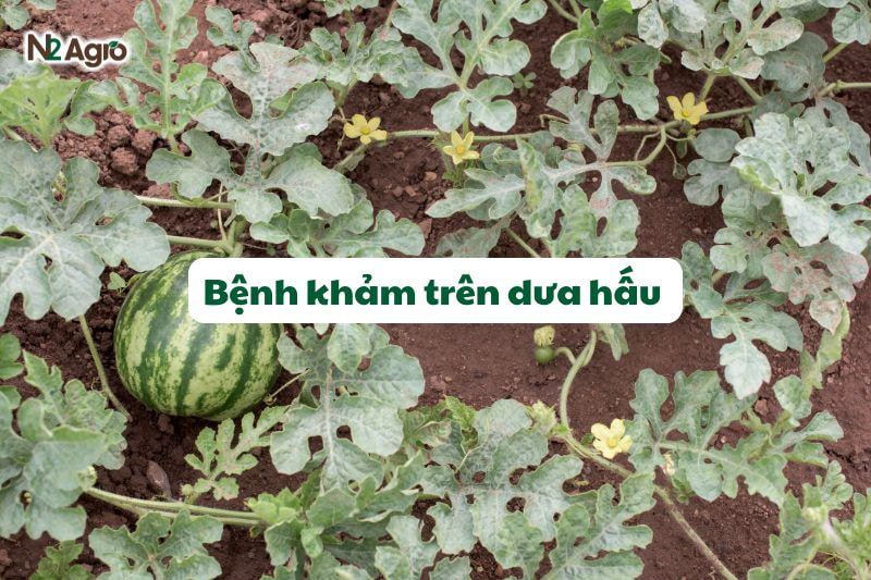 benh kham tren dua hau