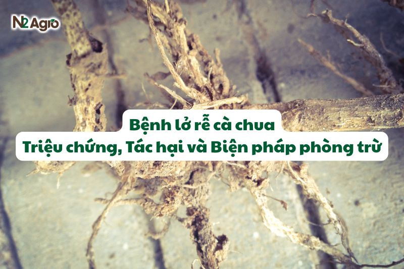benh lo re ca chua trieu chung tac hai