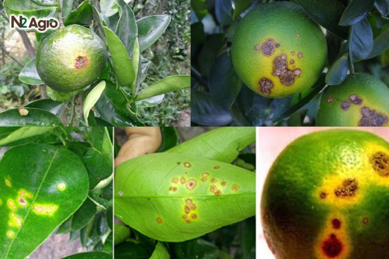 Bệnh loét vi khuẩn trên quýt: Nguyên nhân và biện pháp phòng trừ hiệu quả Lá, quả, cành non xuất hiện vết loét tròn màu vàng, chảy nhựa, sau chuyển nâu đậm, loét ướt, cuối cùng thành nâu đen