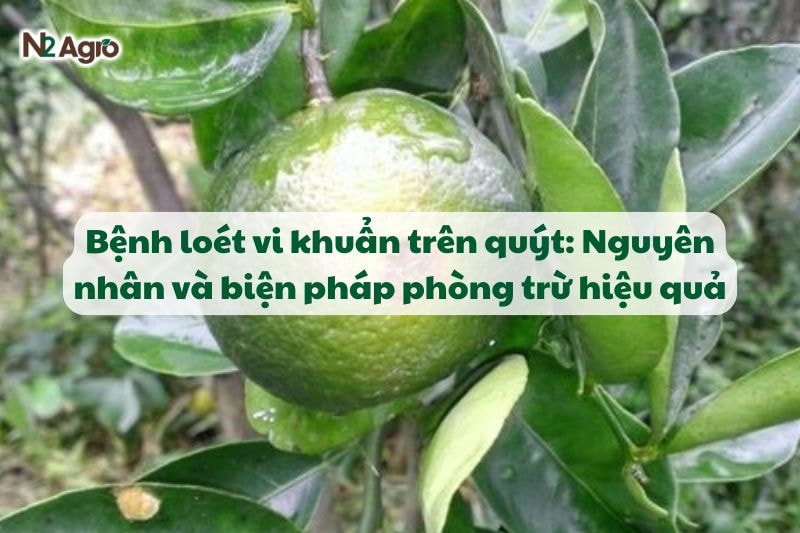 benh loet vi khuan tren quyt va bien phap phong tru N2Agro