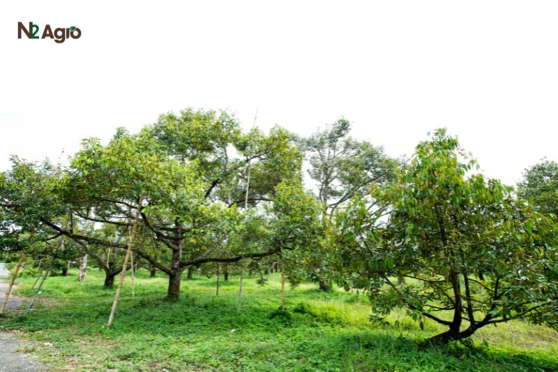 Bệnh nấm trái sầu riêng – Triệu chứng, Tác hại và Biện pháp phòng trừ benh nam trai sau rieng