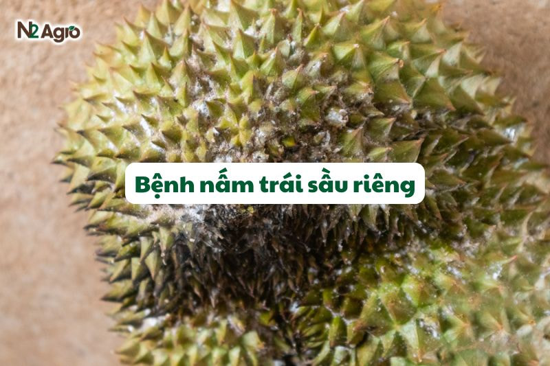 benh nam trai sau rieng