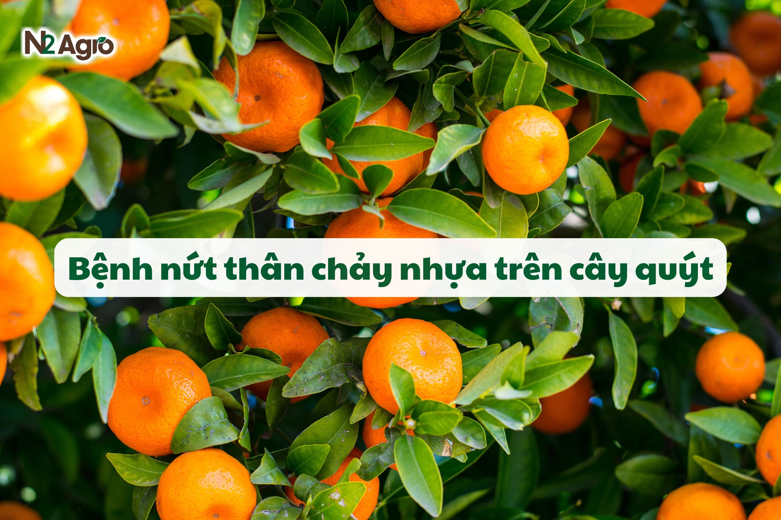 benh nut than chay nhua tren cay quyt