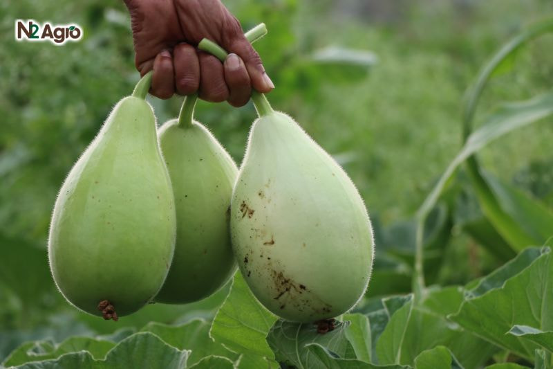Bệnh phấn trắng trên bầu benh phan trang tren bau