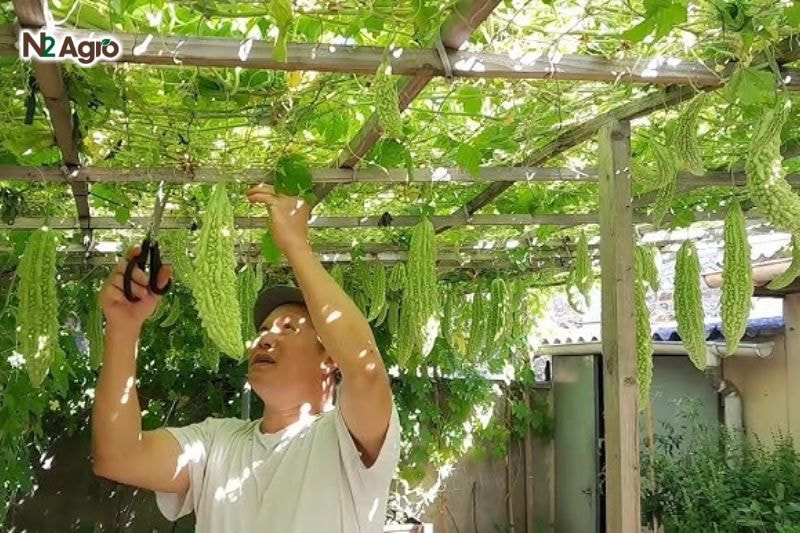 Bệnh phấn trắng trên khổ qua: Nguyên nhân và biện pháp phòng trừ hiệu quả Trồng khổ qua với khoảng cách 50-60 cm/cây, làm giàn thoáng, dọn sạch tàn dư sau vụ
