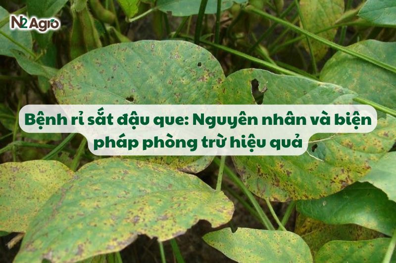 benh ri sat dau que va bien phap phong tru hieu qua N2Agro