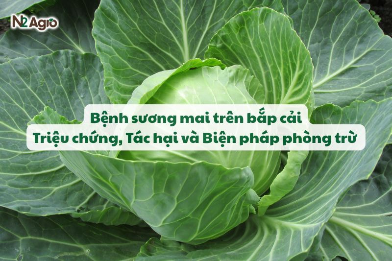 benh suong mai tren bap cai