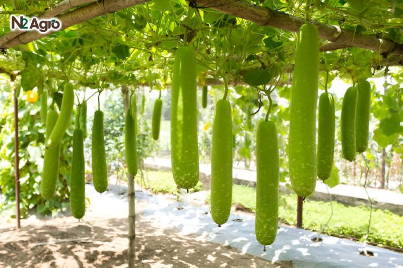 Bệnh thán thư trên bầu: Nguyên nhân và biện pháp phòng trị hiệu quả Chọn giống bầu khỏe, kháng bệnh làm giàn thoáng (1,5-2 m) hiện nay