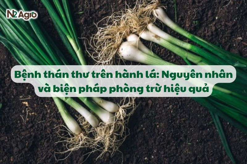 benh than thu tren hanh la va bien phap phong tru hieu qua N2Agro