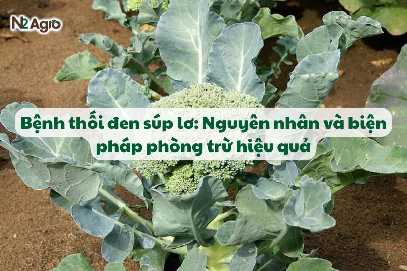 benh thoi den sup lo va bien phap phong tru hieu qua N2Agro