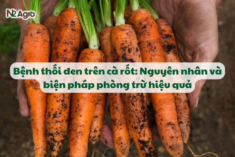 benh thoi den tren ca rot va bien phap phong tru hieu qua N2Agro