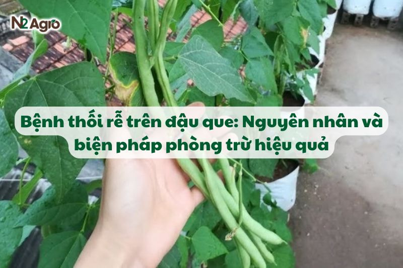 benh thoi re tren dau que va bien phap phong tru hieu qua N2Agro