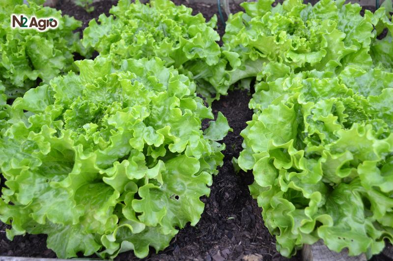 Bệnh thối rễ xà lách khiến cây héo rũ hàng loạt – Làm sao để ngăn chặn? benh thoi re xa lach