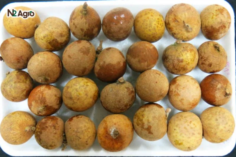 Bệnh thối trái nhãn – Nguyên nhân và cách cứu ngay trước khi mất trắng benh thoi trai nhan