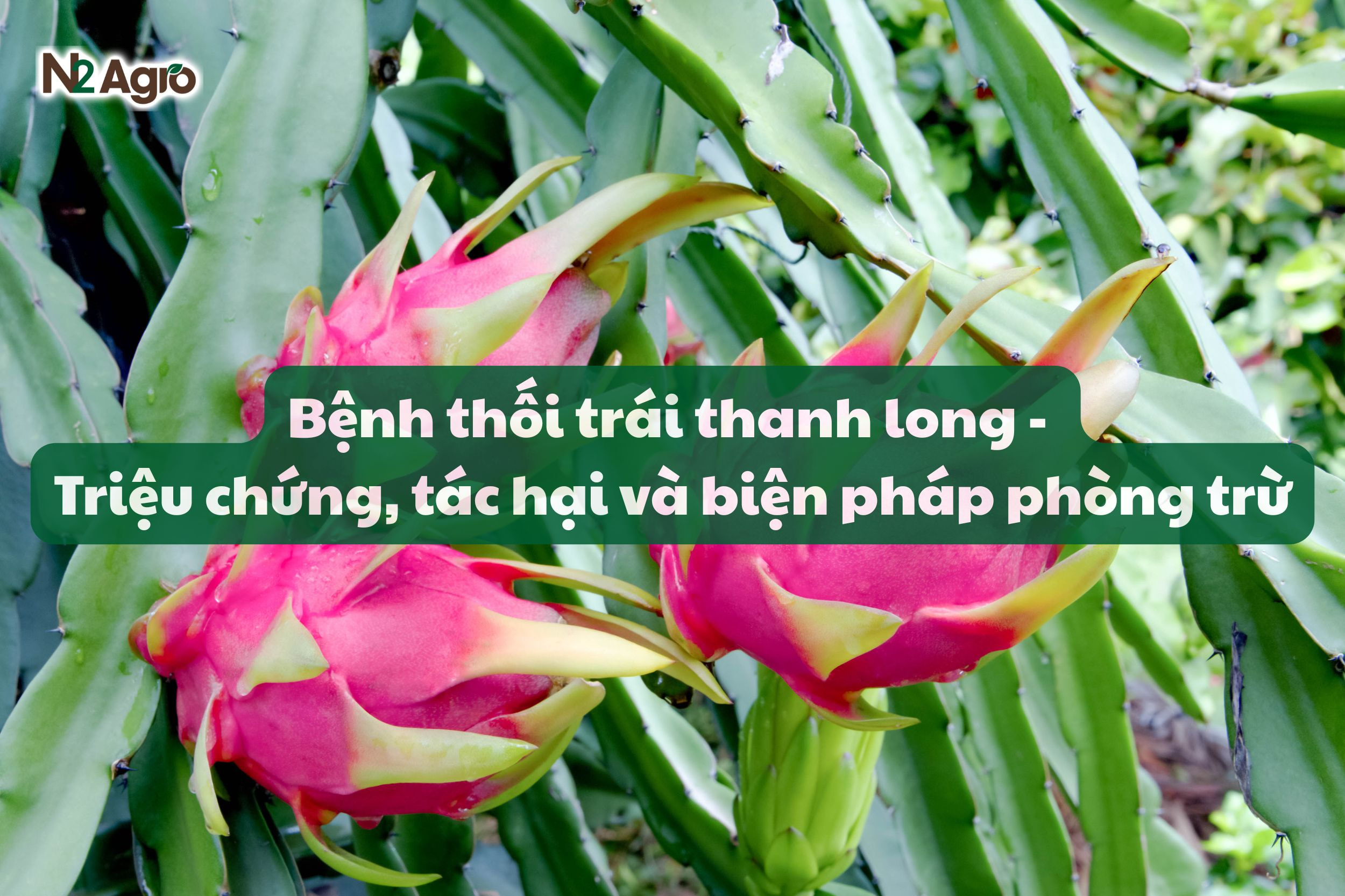 benh thoi trai thanh long