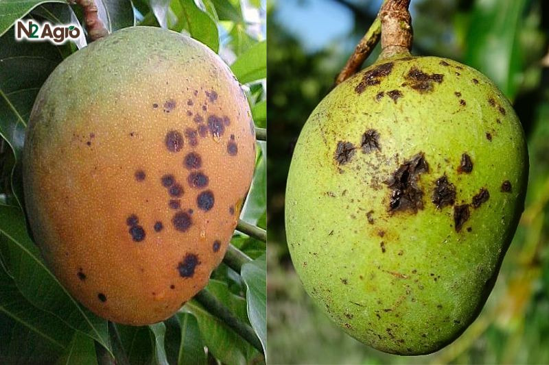 Bệnh thối trái xoài – Triệu chứng, Tác hại và Biện pháp phòng trừ benh thoi trai xoai trieu chung