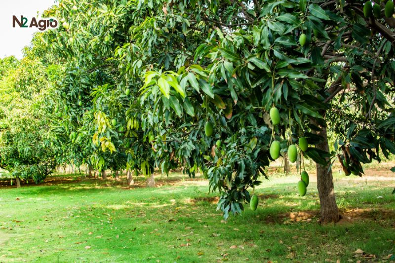Bệnh thối trái xoài – Triệu chứng, Tác hại và Biện pháp phòng trừ benh thoi trai xoai trieu chung