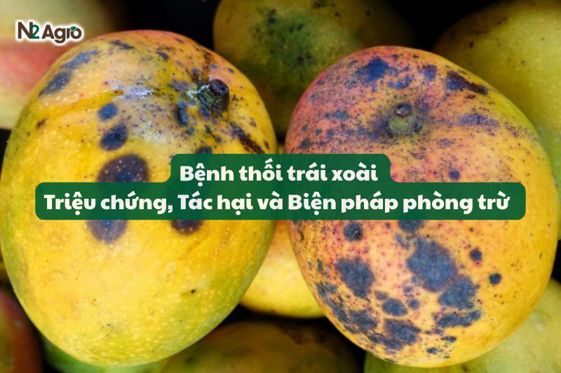 benh thoi trai xoai trieu chung