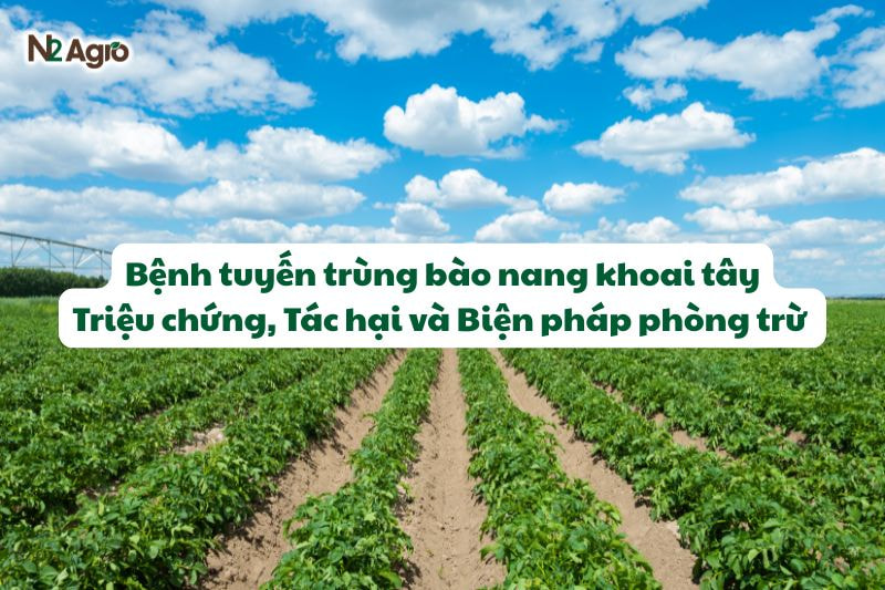 benh tuyen trung bao nang khoai tay