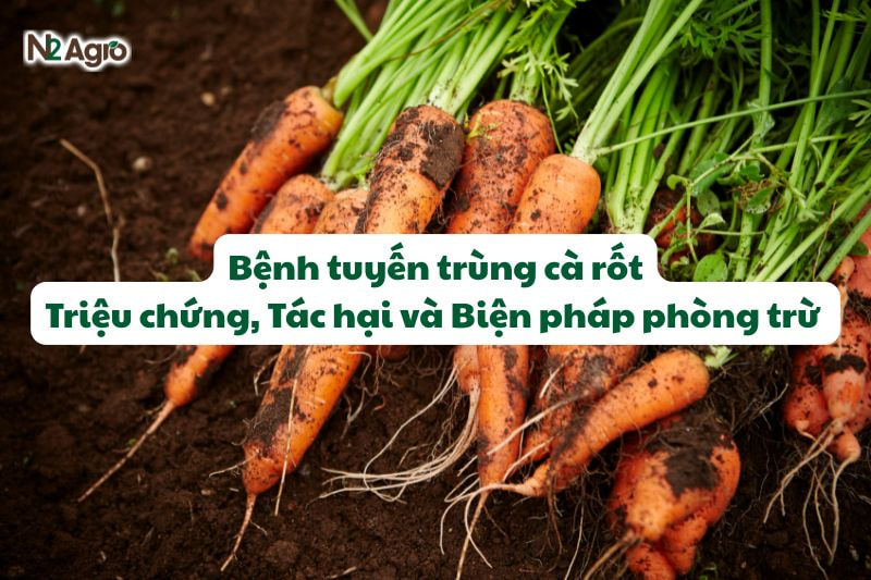 benh tuyen trung ca rot