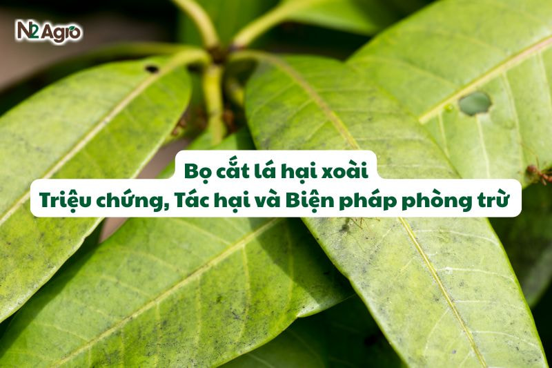 bo cat la hai xoai trieu chung tac hai