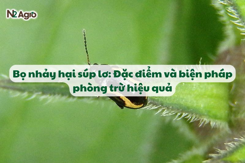 bo nhay hai sup lo va bien phap phong tru hieu qua N2Agro