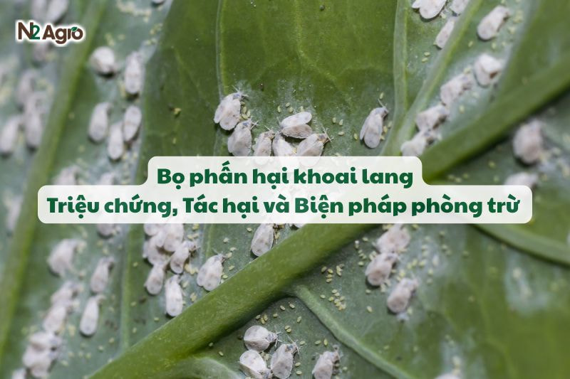 bo phan hai khoai lang
