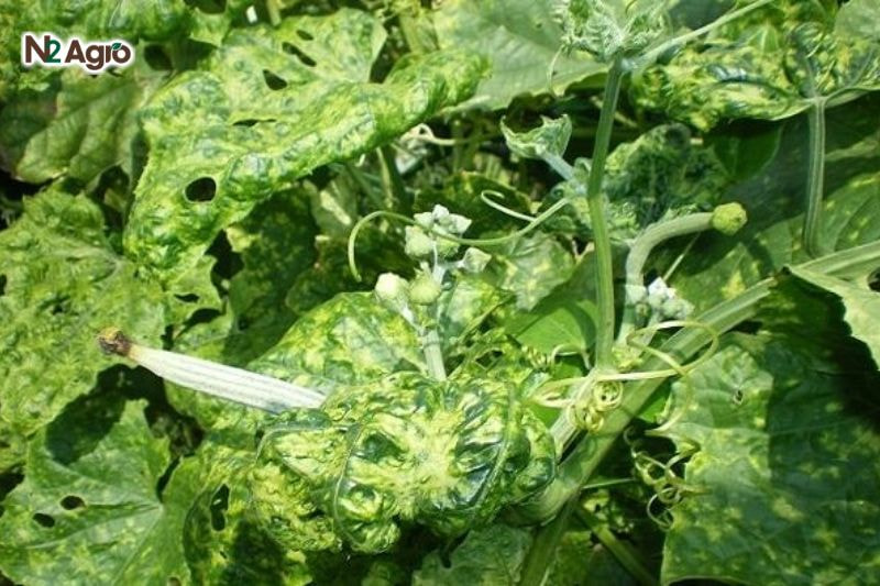 Lá bầu có vết vàng trắng, co rúm, xoăn lại, ngọn non khô héo, cong queo, hướng lên trên