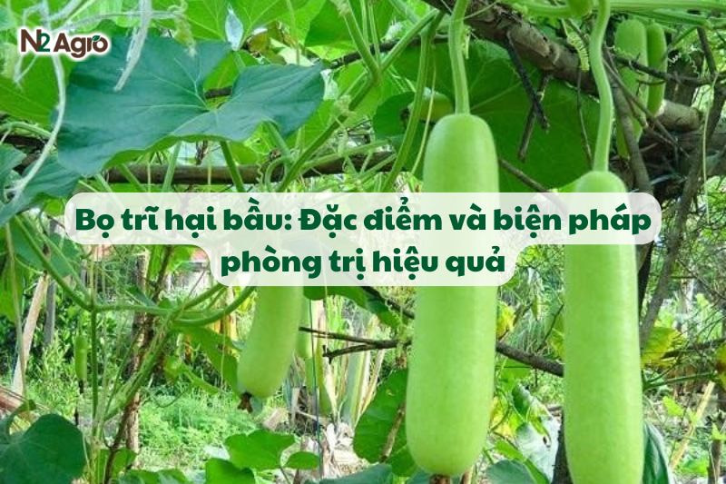bo tri hai bau va bien phap phong tru hieu qua N2Agro