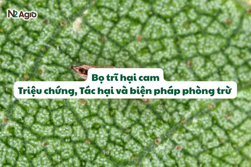 bo tri hai cam