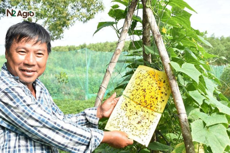 Bọ trĩ hại đậu que: Đặc điểm và biện pháp phòng trừ hiệu quả Treo bẫy dính vàng (2-3 bẫy/1000 m²) để giảm nơi trú ngụ của bọ trĩ hiện nay.