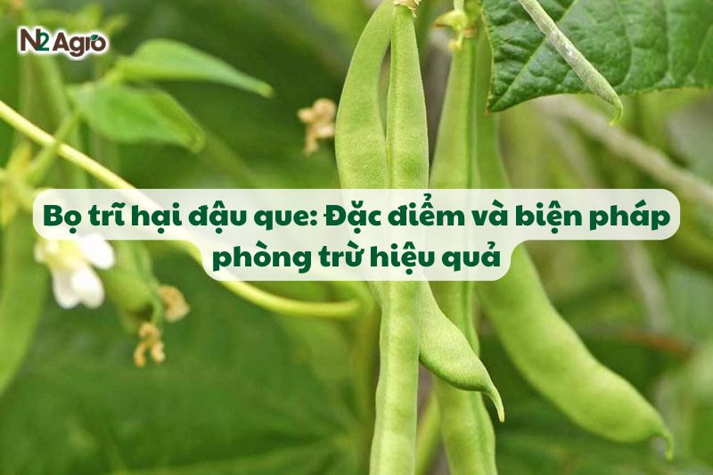 bo tri hai dau que va bien phap phong tru hieu qua N2Agro
