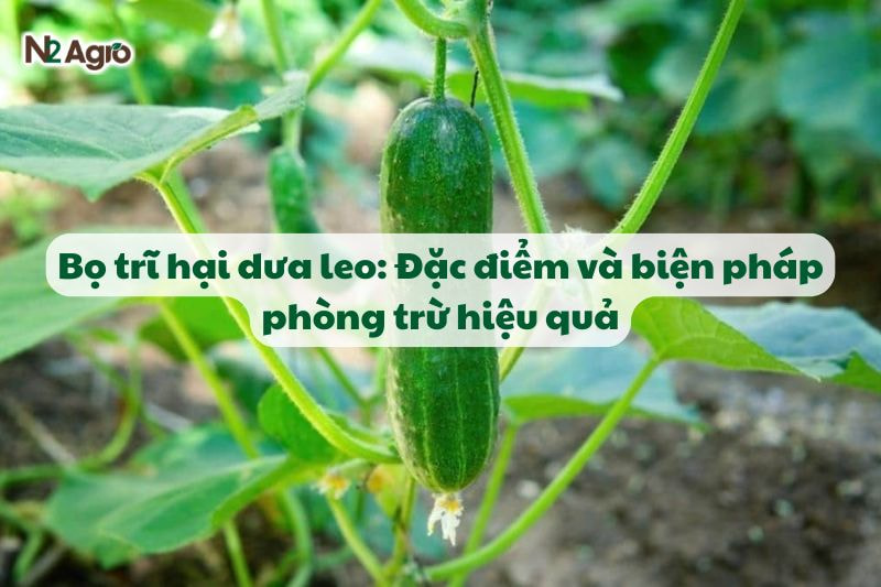 bo tri hai dua leo va bien phap phong tru hieu qua N2Agro