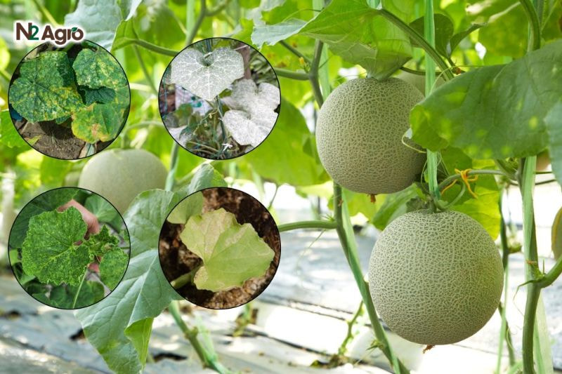 Lá xuất hiện lớp màng bạc (bạc hóa), xoăn ngọn, méo mó, mất màu, biến đỏ, trở nên giòn