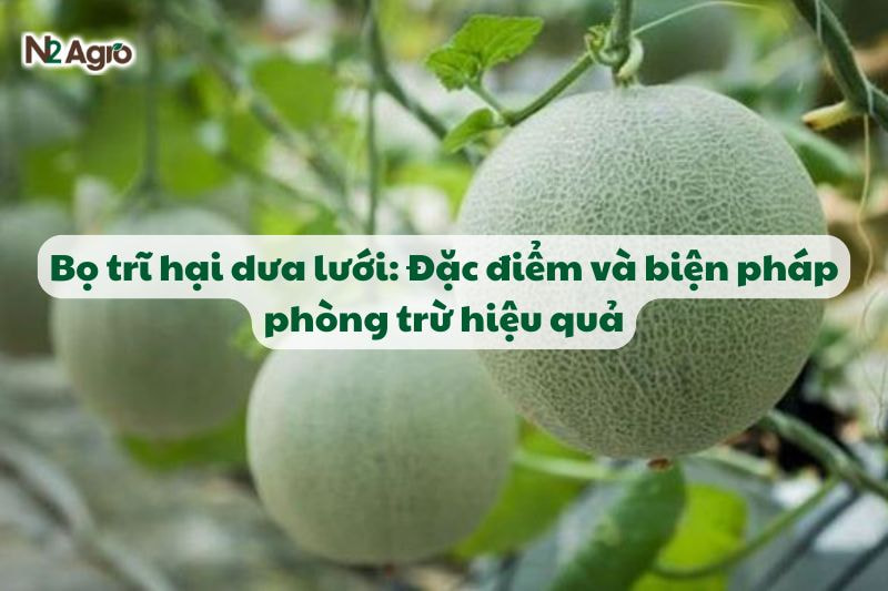 bo tri hai dua luoi va bien phap phong tru hieu qua N2Agro