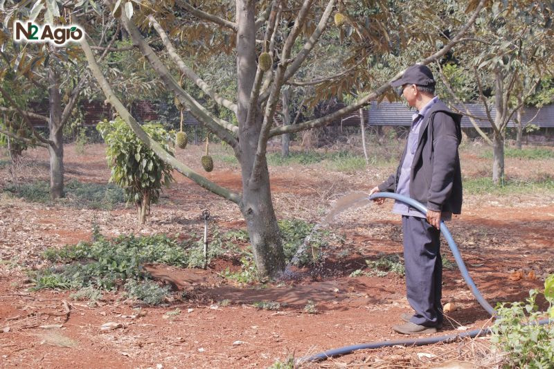 Chăm sóc sầu riêng ra hoa nghịch vụ: Bí quyết đạt năng suất cao Tưới đều 2-3 ngày/lần, giữ đất ẩm nhưng không úng, mỗi lần 20-30 lít/cây hiện nay.