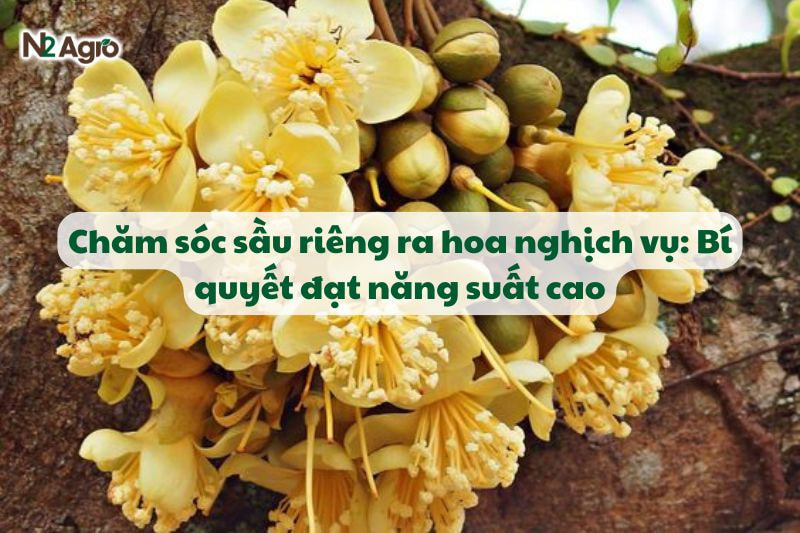 cham soc sau rieng ra hoa nghich vu bi quyet dat nang suat cao N2Agro
