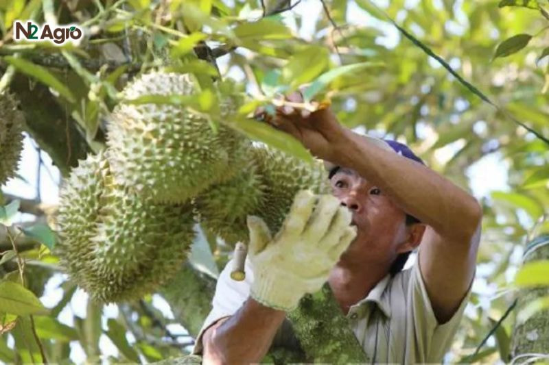 Chăm sóc sầu riêng sau thu hoạch: Bí quyết cho vụ mùa bội thu Cắt cành khô, sâu bệnh, cành vượt trong 7-10 ngày sau thu hoạch, sửa tán để cây thông thoáng hiện nay.