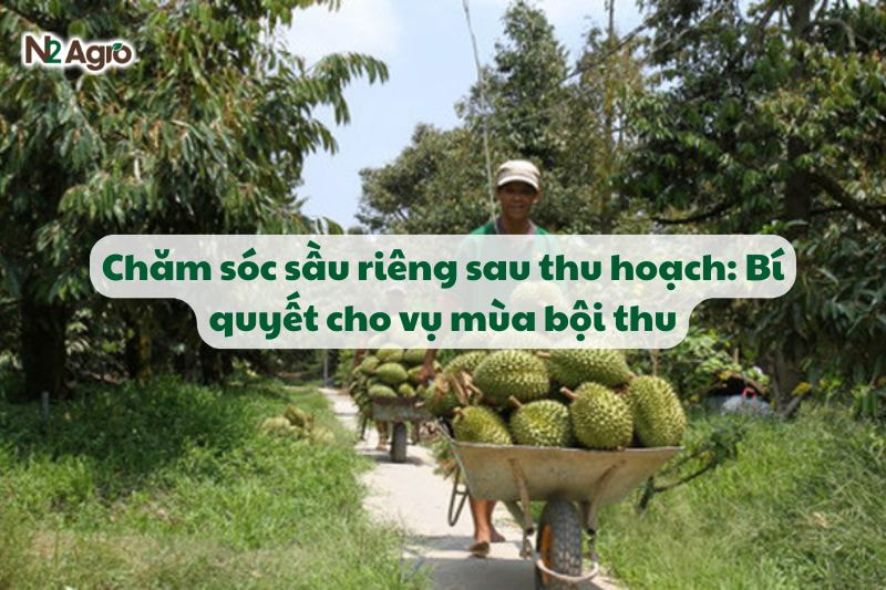 cham soc sau rieng sau thu hoach bi quyet cho vu mua boi thu N2Agro