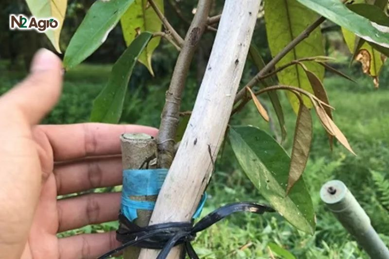 Ghép sầu riêng đúng kỹ thuật: Bí quyết đạt năng suất cao và quả chất lượng Ghép nhánh vào cây chủ, sát kín hai vết chéo, dùng băng keo quấn chặt quanh vị trí ghép hiện nay.