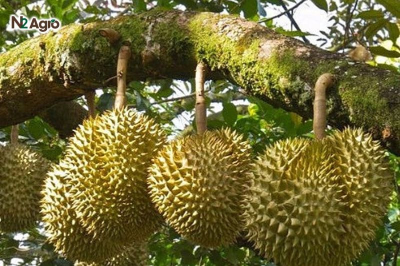 Ghép sầu riêng: Ưu và nhược điểm trong canh tác hiệu quả Cây thích nghi tốt với thời tiết, cho quả sớm hơn 2-3 năm so với trồng từ hạt hiệu quả hơn.