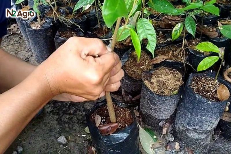 Ghép sầu riêng: Ưu và nhược điểm trong canh tác hiệu quả Ghép đòi hỏi tay nghề tốt, từ chọn cành, cắt ghép đến chăm sóc, nếu sai dễ làm cây chết hiện nay.